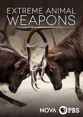 NOVA: Extreme Animal Weapons