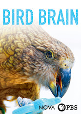 NOVA: Bird Brain